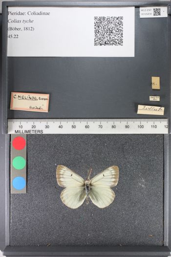 Media type: image;   Entomology 125418